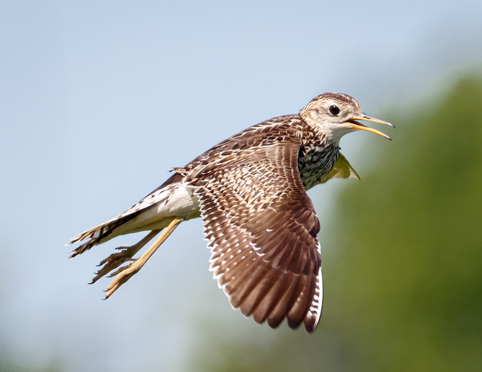  282 Upland Sandpiper 