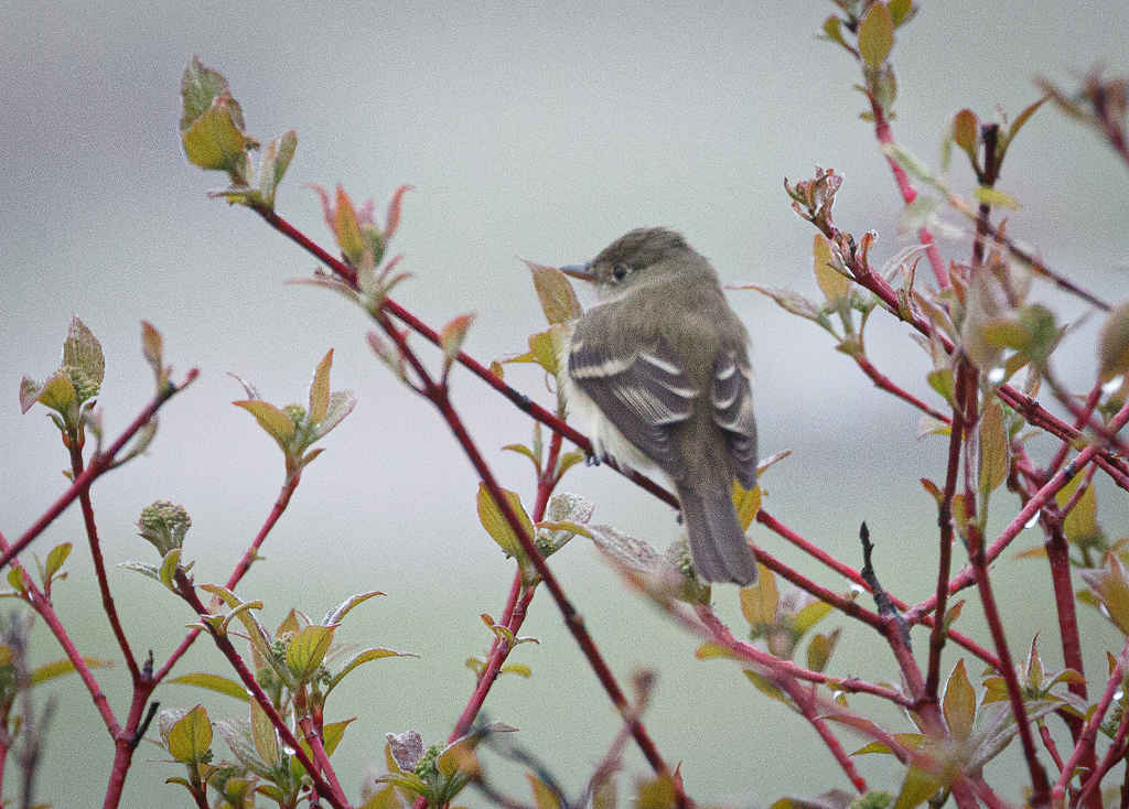  283 Alder Flycatcher 