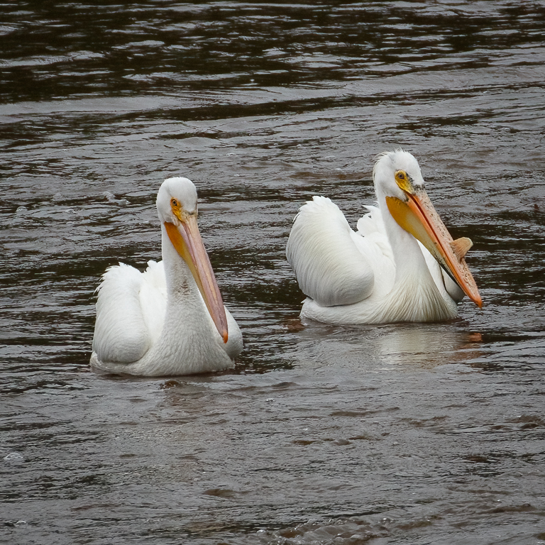  284 American White Pelican 