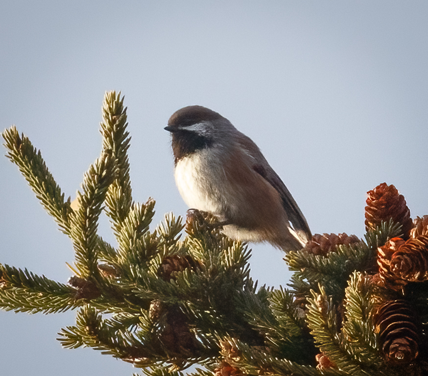  286 Boreal Chickadee 