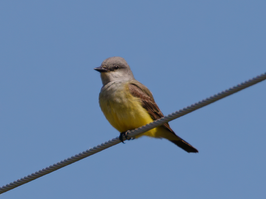  287 Western Kingbird 