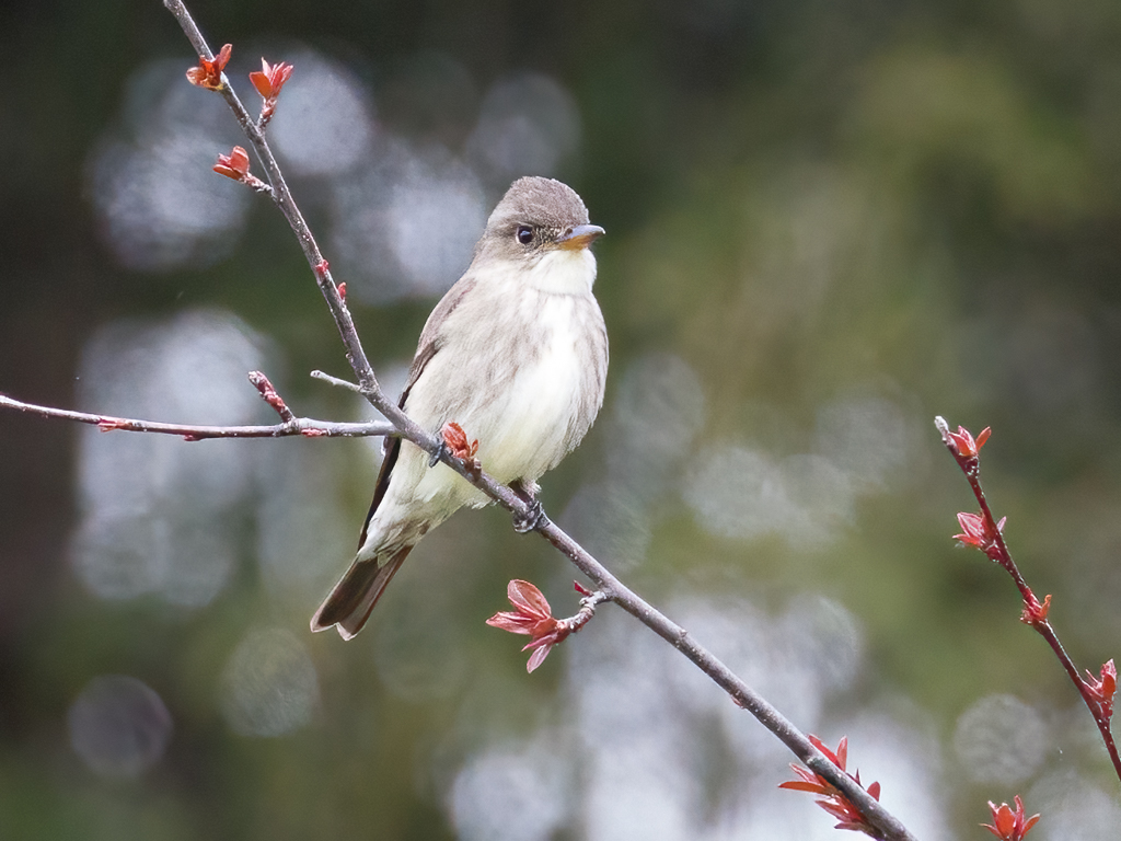  288 Olive-sided Flycatcher 