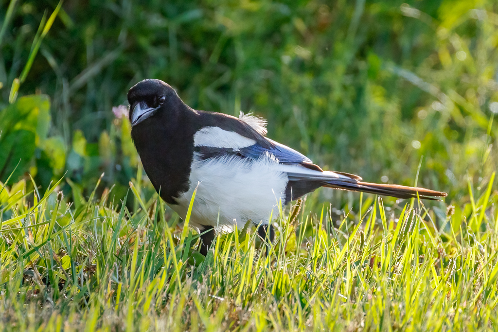  289 Black-billed Magpie 