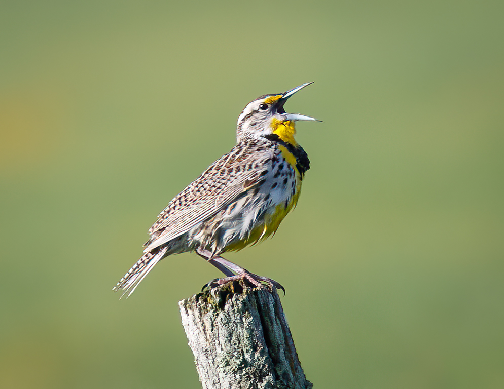 290 Western Meadowlark 