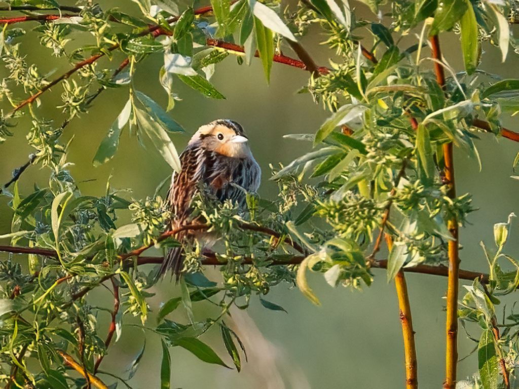  291 LeConte's Sparrow 
