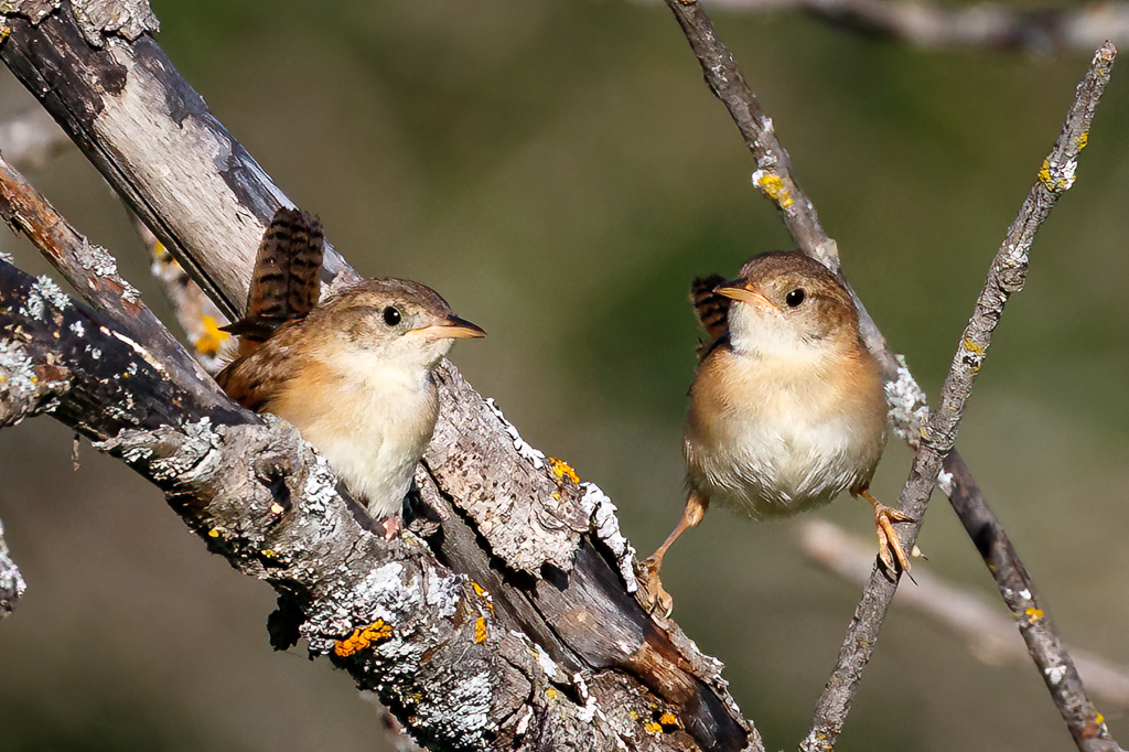  292 Sedge Wren 