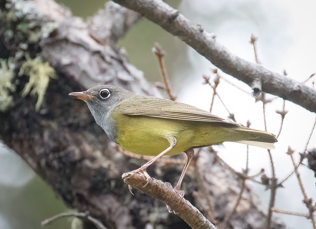  294 Connecticut Warbler 