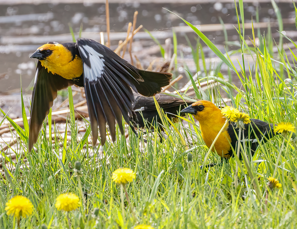 295 Yellow-headed Blackbird 