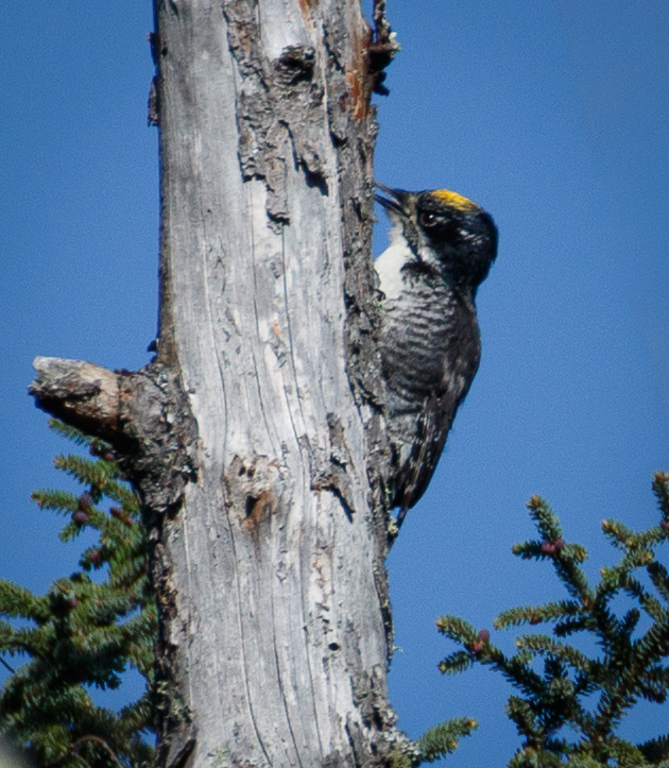  298 American Three-Toed Woodpecker  
