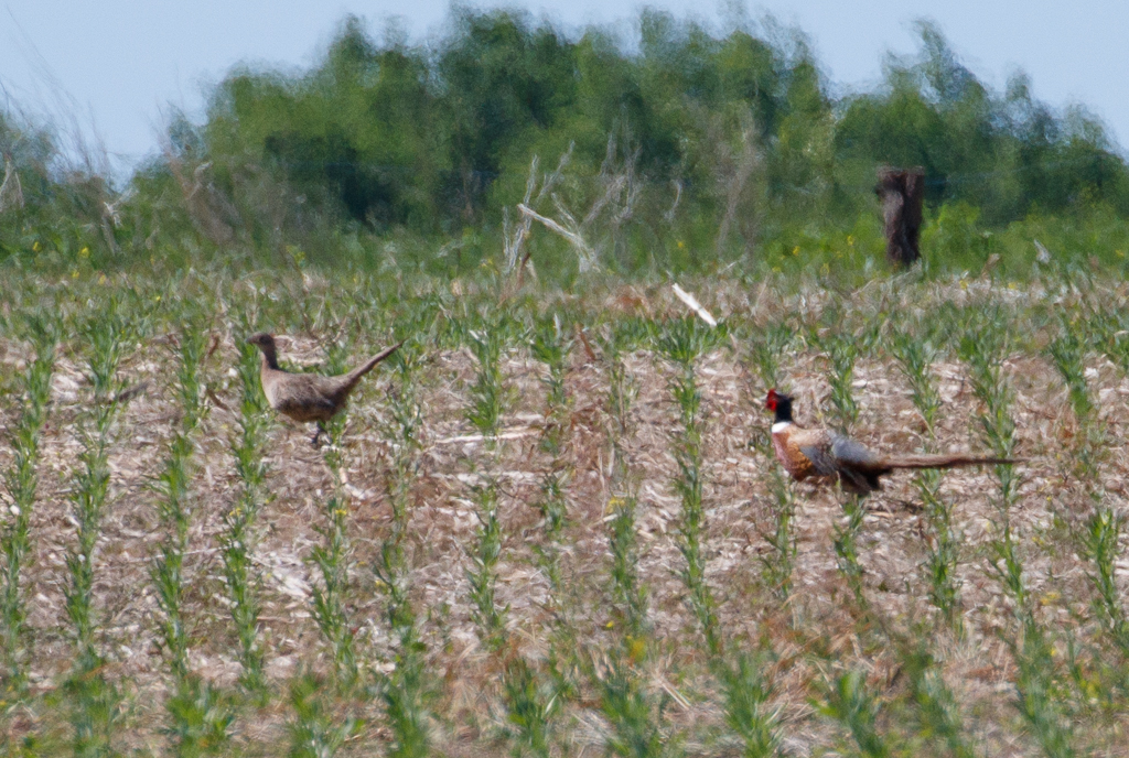  299 Ring-necked Pheasant 