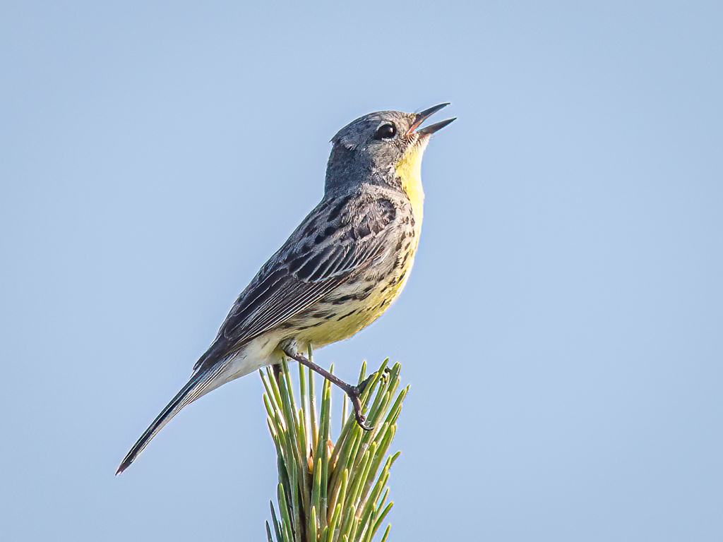  300 Kirtland's Warbler 