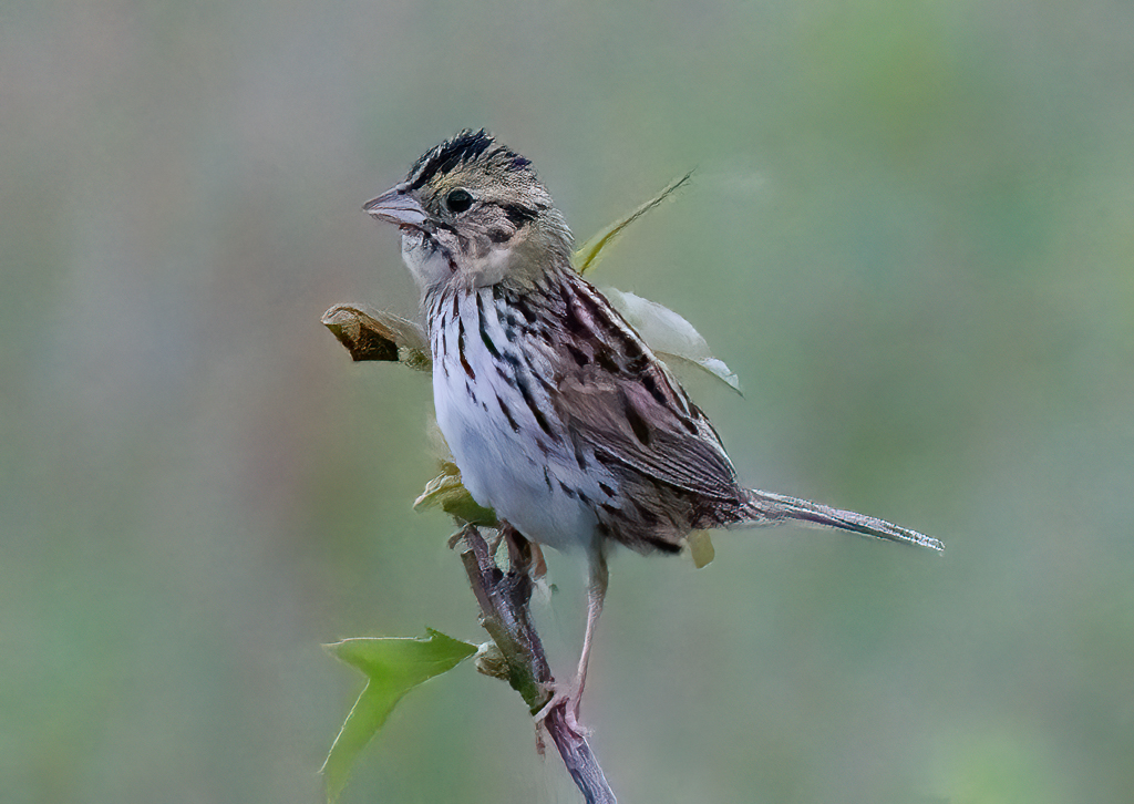  301 Henslow's Sparrow 