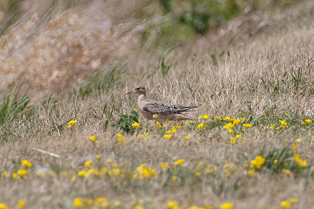  304 Buff-breasted Sandpiper 