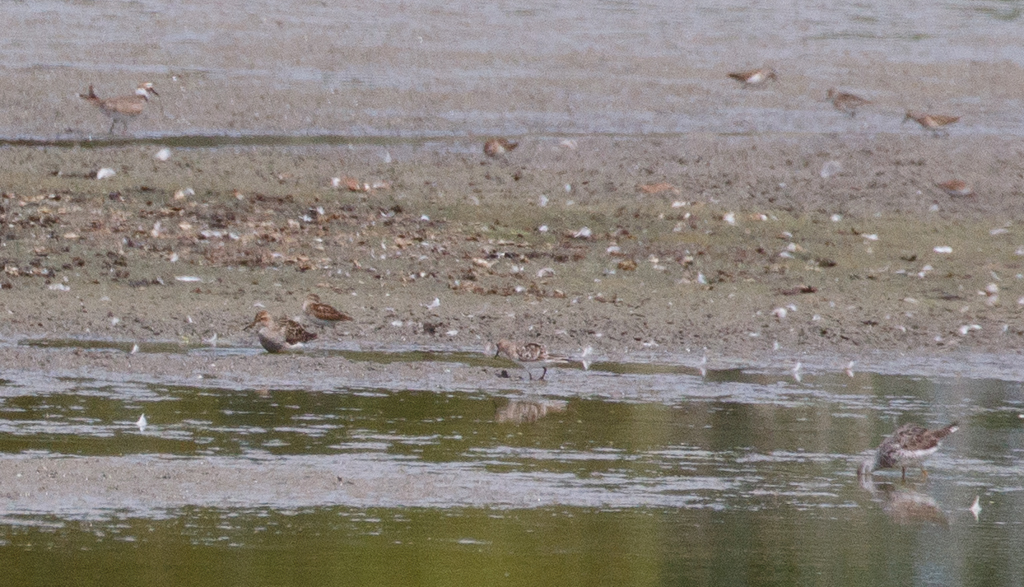  305 Baird's Sandpiper 