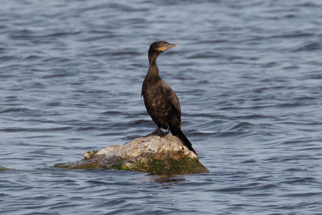  306 Neotropic Cormorant 