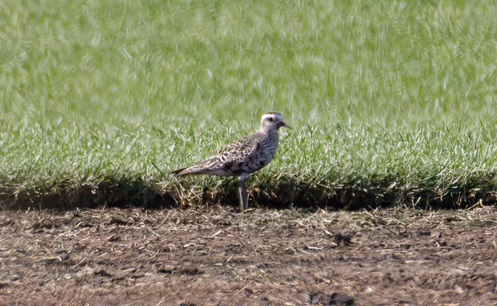  310 American Golden-Plover 