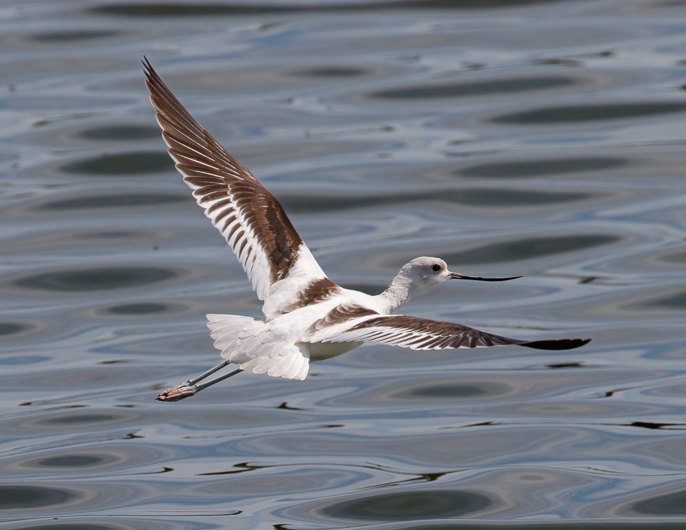  311 American Avocet 