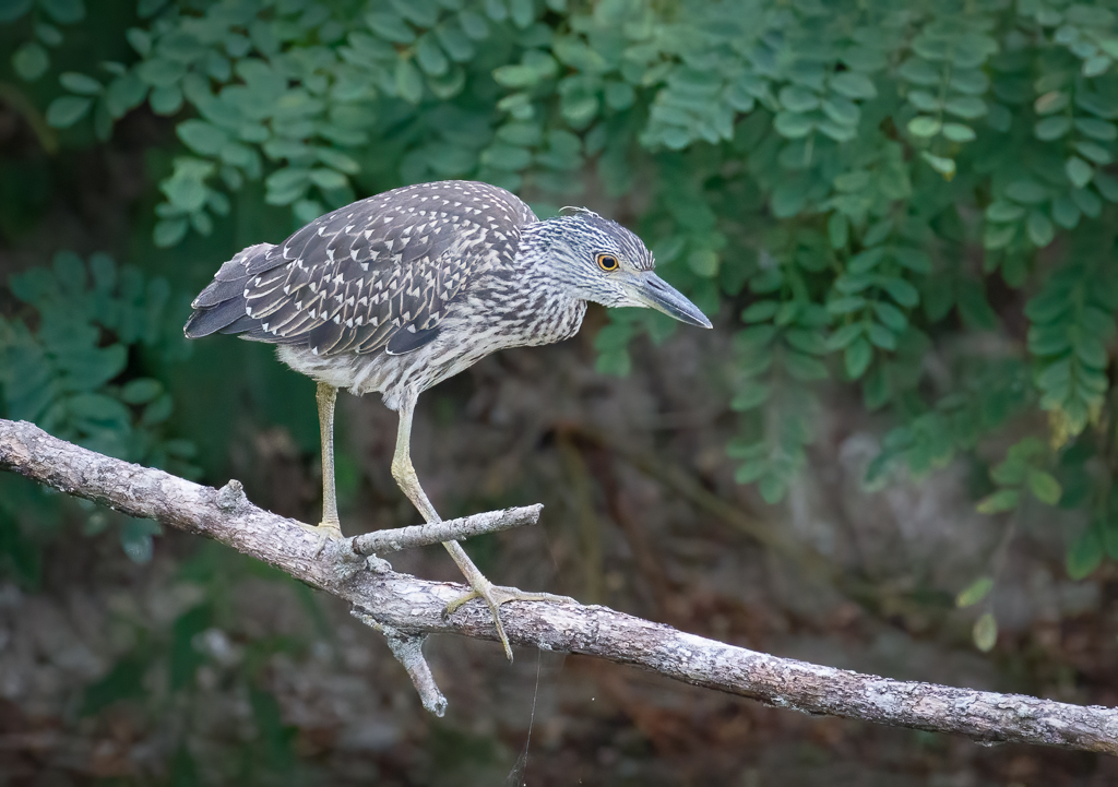 312 Yellow-crowned Night-Heron 