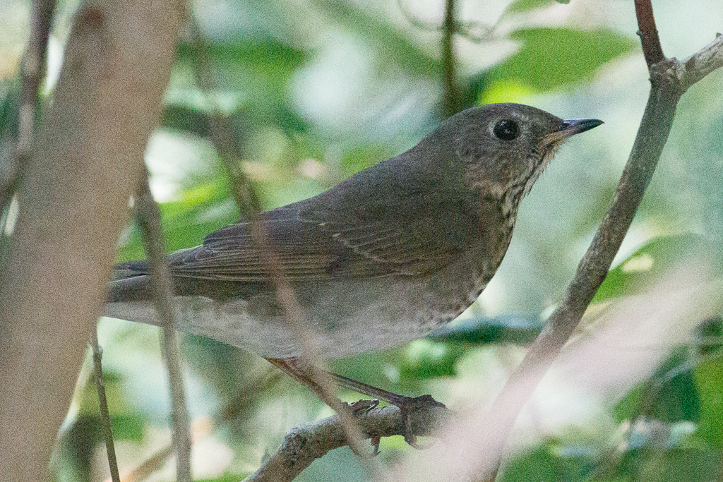  313 Gray-cheeked Thrush 