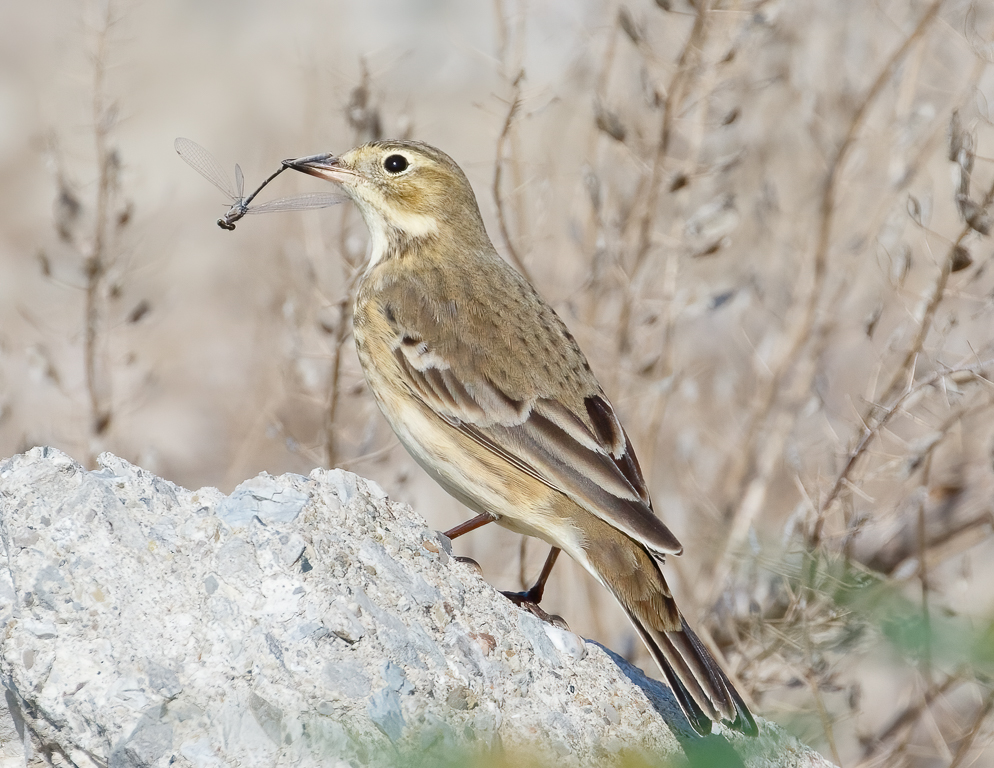  315 American Pipit 