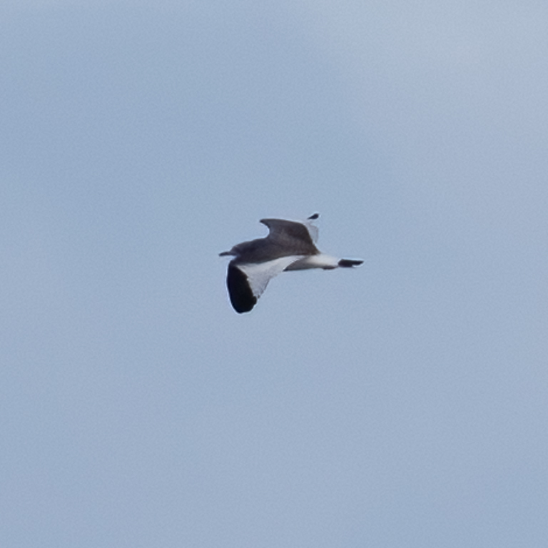  316 Sabine's Gull 