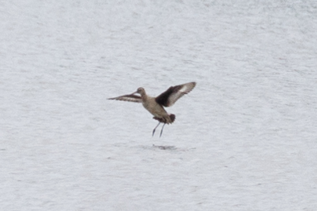 319 Hudsonian Godwit 