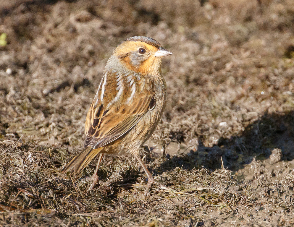  320 Nelson's Sparrow 