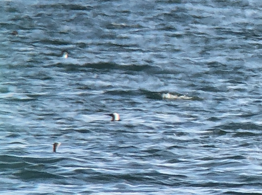  321 Pacific Loon  