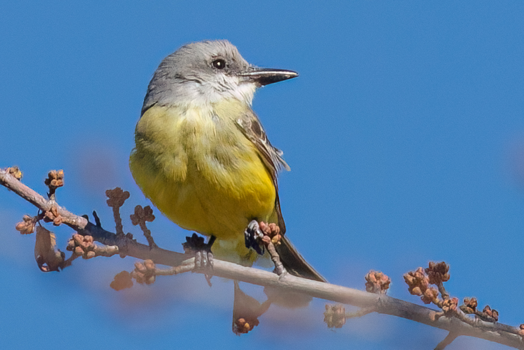  322 Tropical Kingbird 