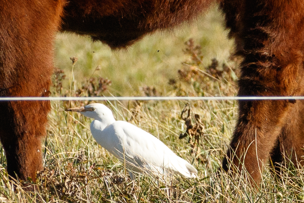 323 Cattle Egret 