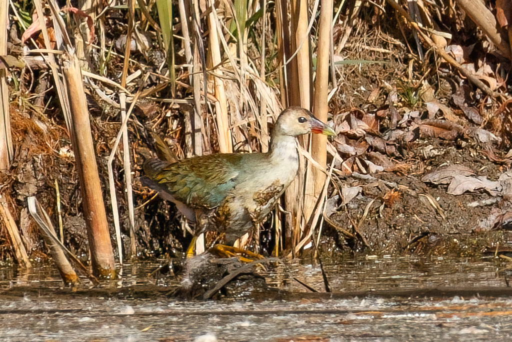  324 Purple Gallinule 