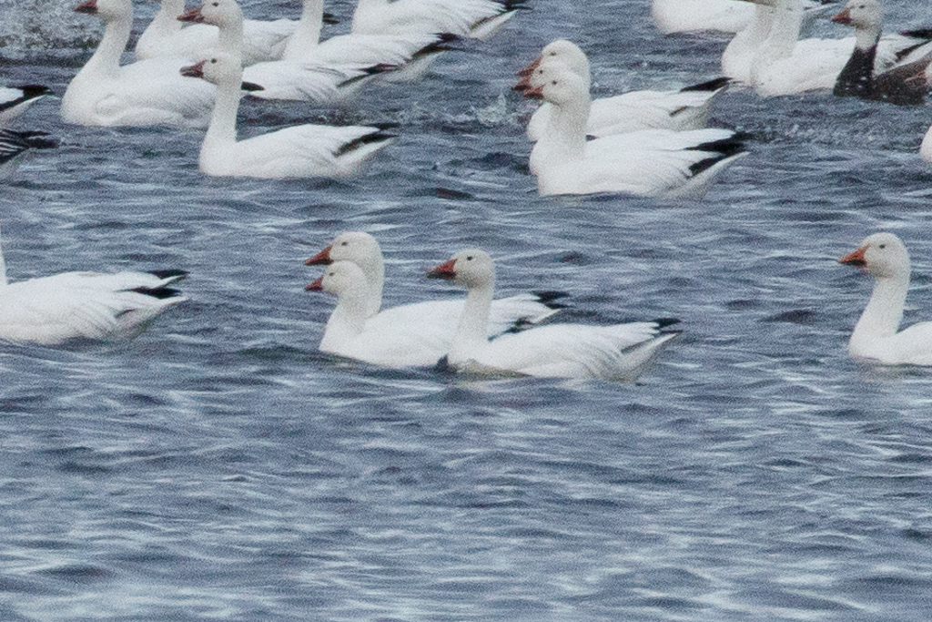  325 Ross's Goose 