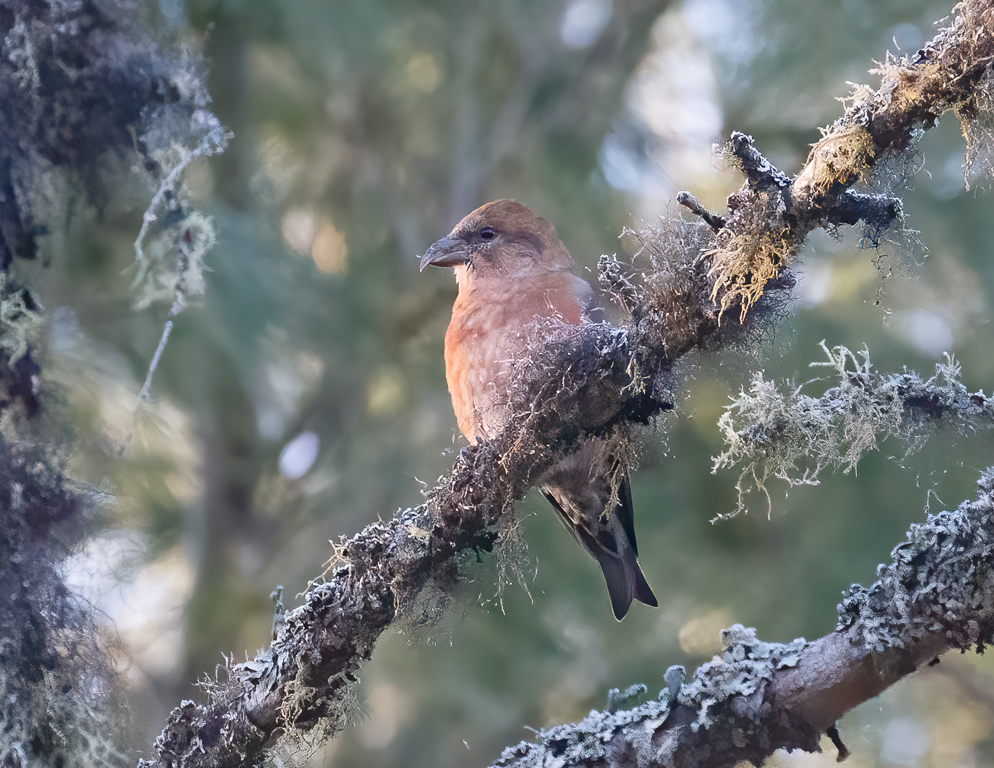  326 Red Crossbill 