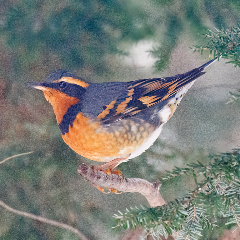  327 Varied Thrush 