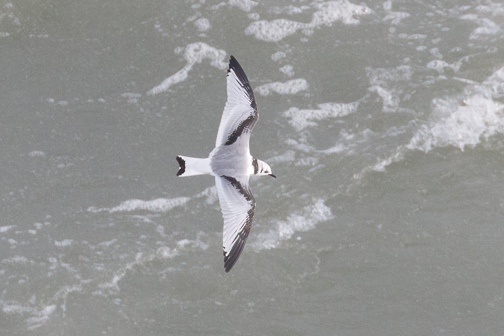  329 Black-legged Kittiwake 