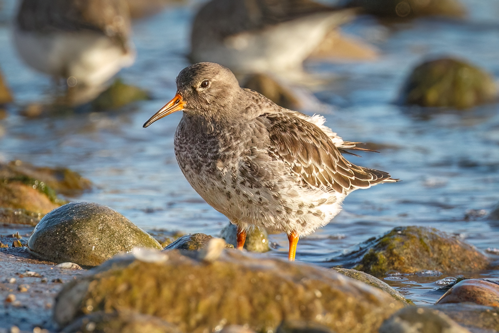  332 Purple Sandpiper 