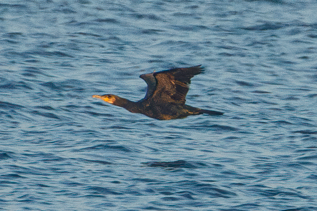  335 Great Cormorant 