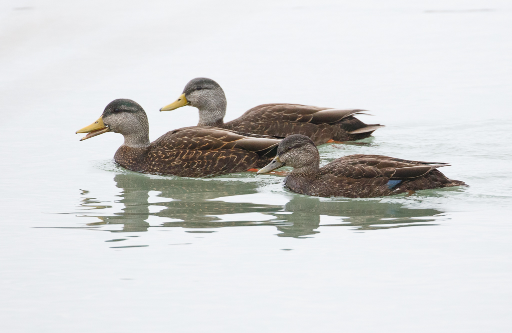  61 American Black Duck 