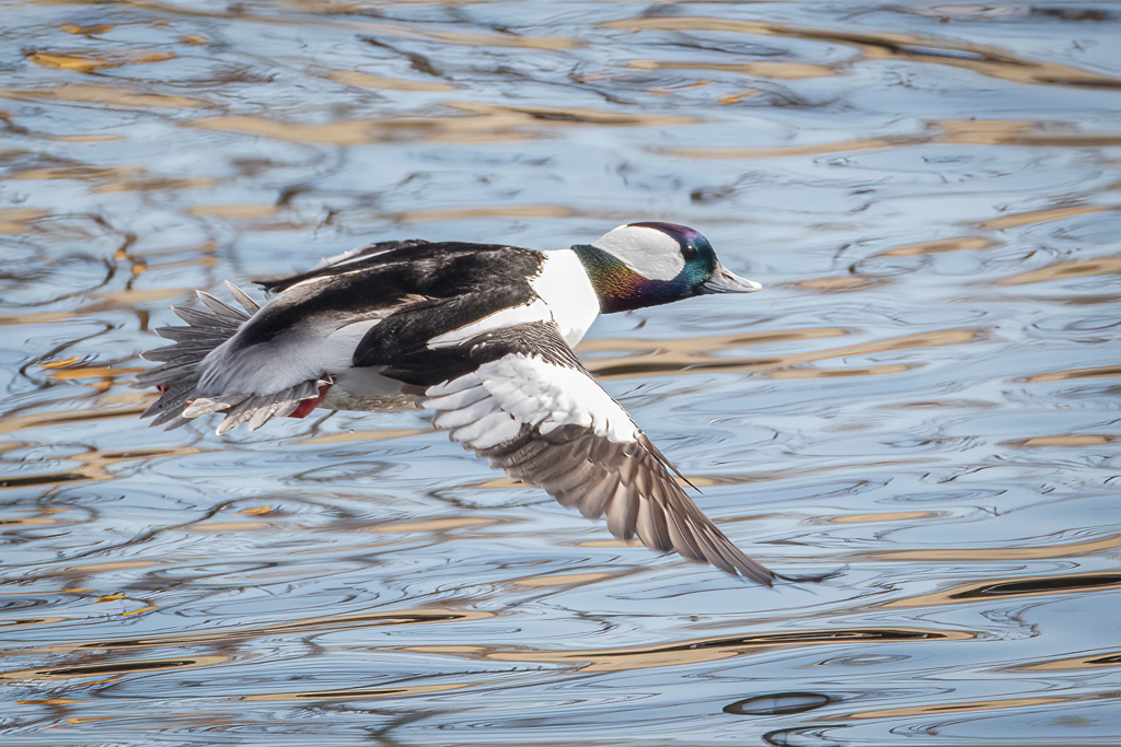  57 Bufflehead 