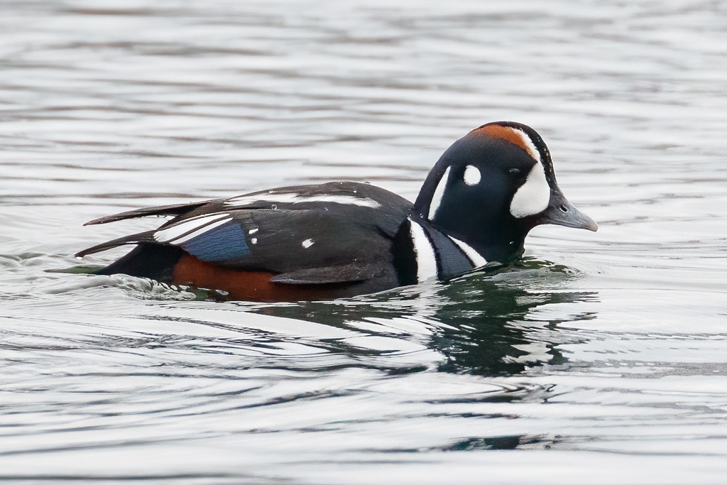  140 Harlequin Duck 
