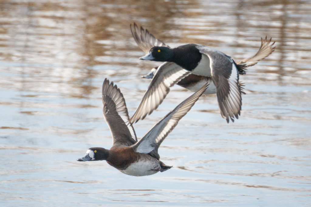  58 Greater Scaup 