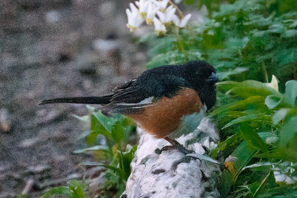  65 Eastern Towhee 