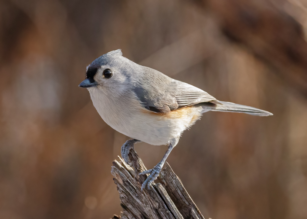  66 Tufted Titmouse 