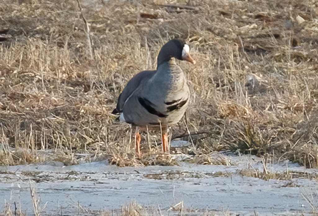  67 Greater White-fronted Goose 