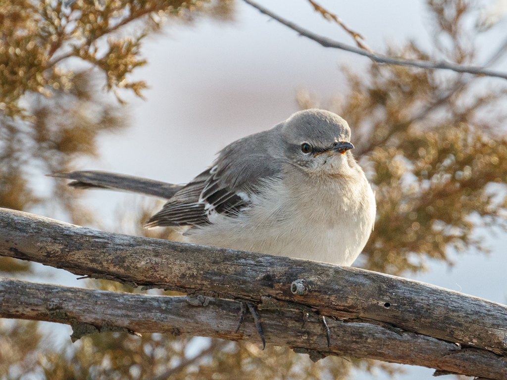  78 Northern Mockingbird 