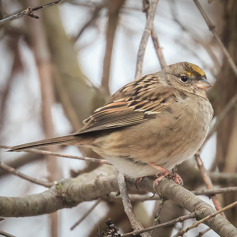  72 Golden-crowned Sparrow 