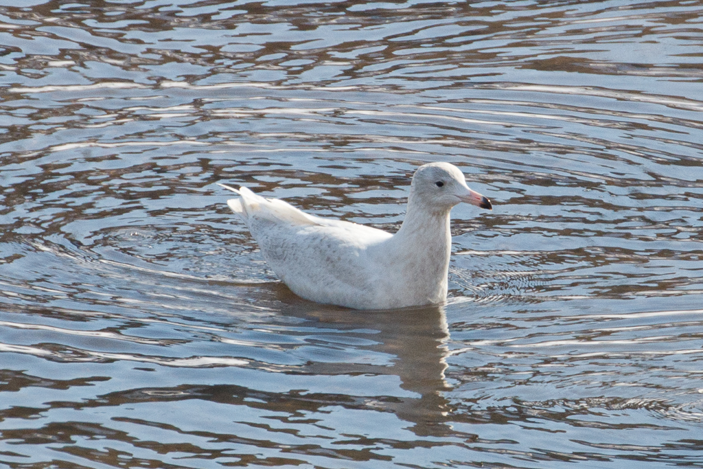 73 Glaucous Gull 