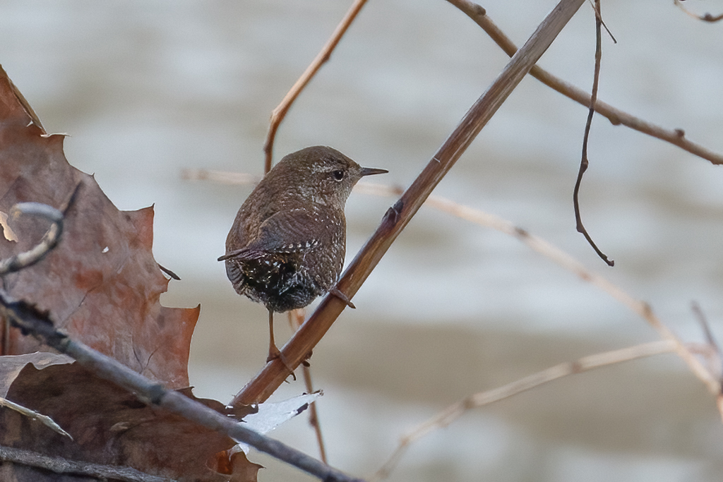  75 Winter Wren 
