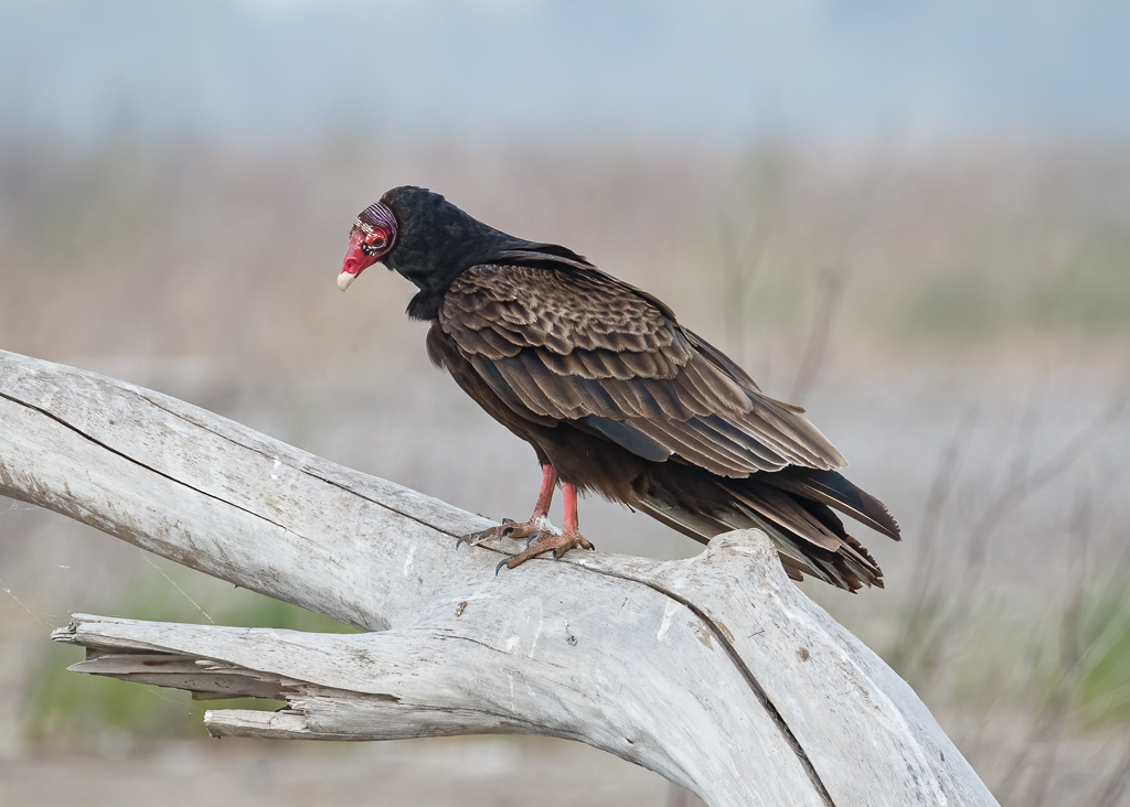 77 Turkey Vulture 