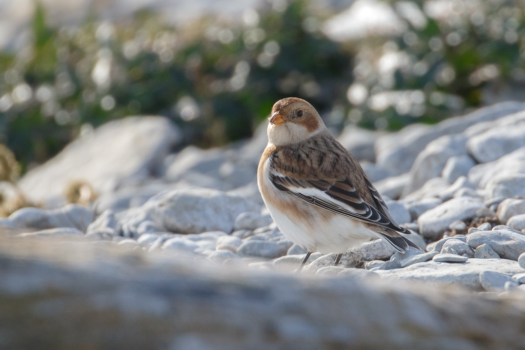  69 Snow Bunting 